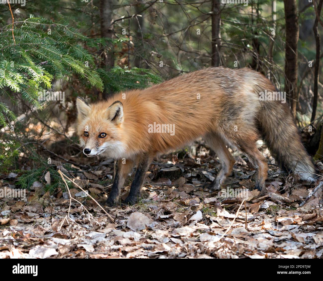 Rotfuchs Nahaufnahme Profil Seitenansicht mit Fichtenzweigen und braunen Blättern Hintergrund in der Frühjahrssaison zeigt Fuchsschwanz, Fell, in seiner Umgebung Stockfoto