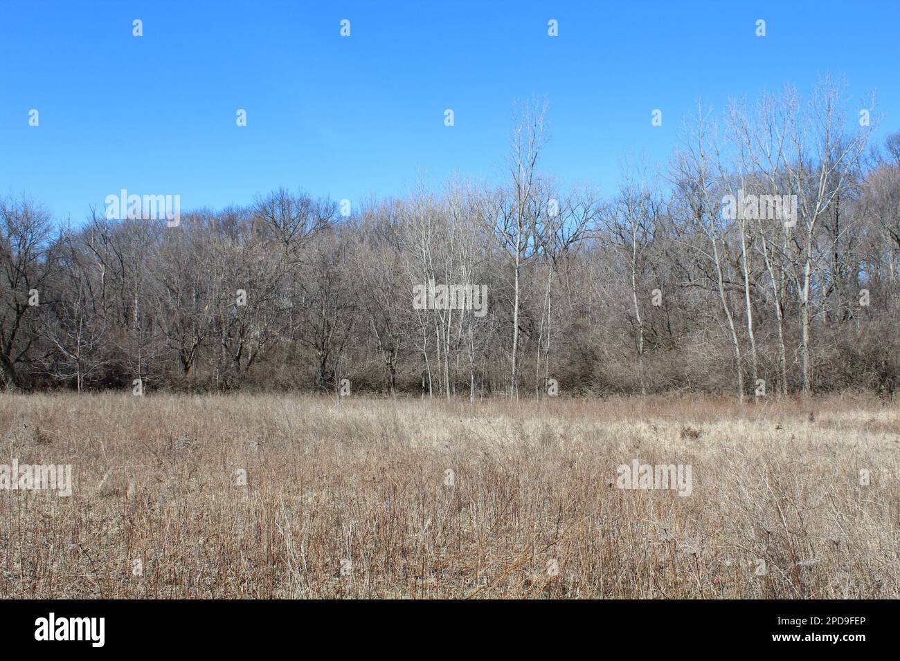 Wiese in Linne Woods an klaren Tagen in Morton Grove, Illinois, im Frühling ohne Blätter auf Bäumen Stockfoto