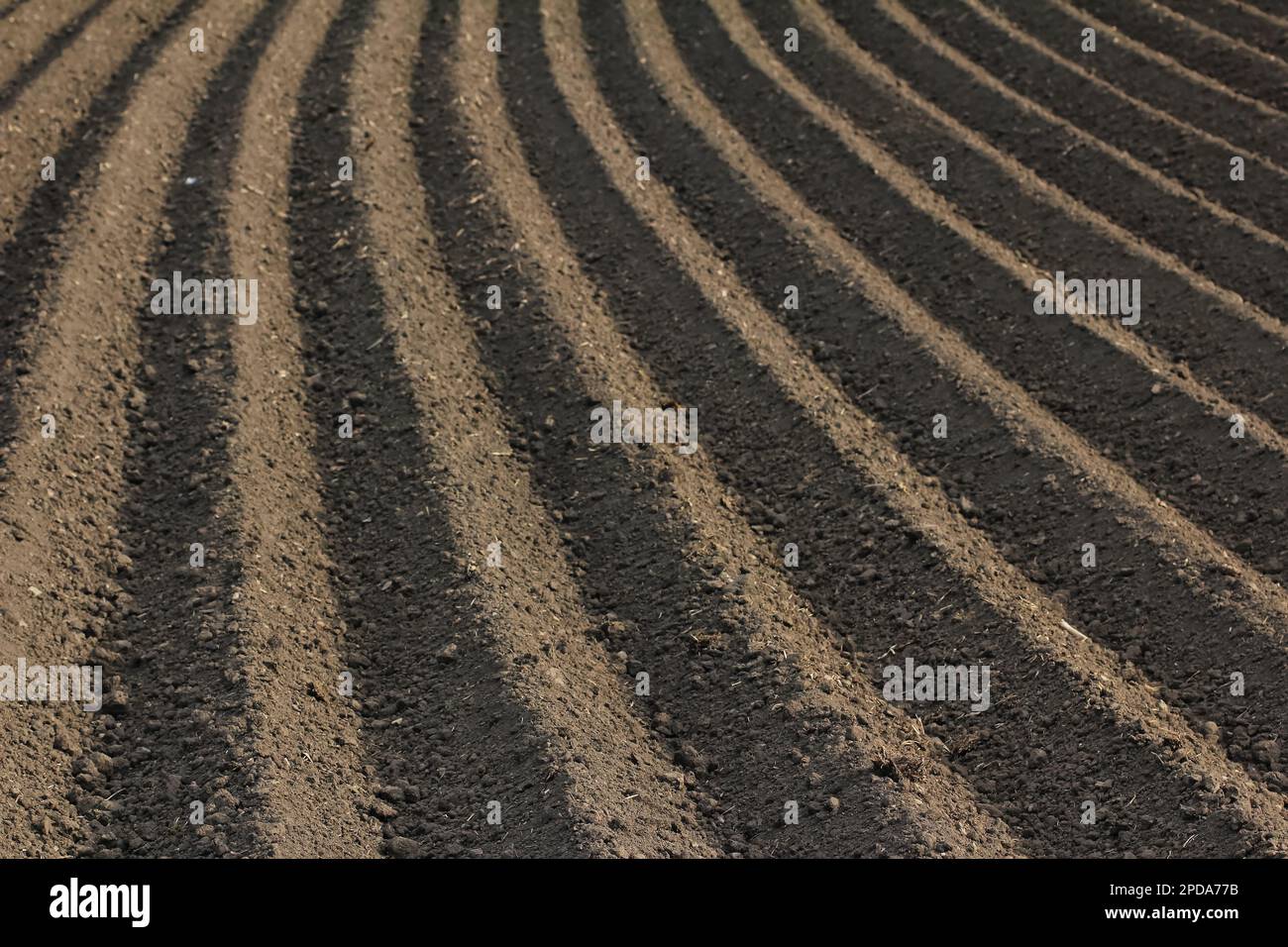 Furchen auf einem fruchtbaren und frisch gepflügten Feld während der Aussaat Stockfoto