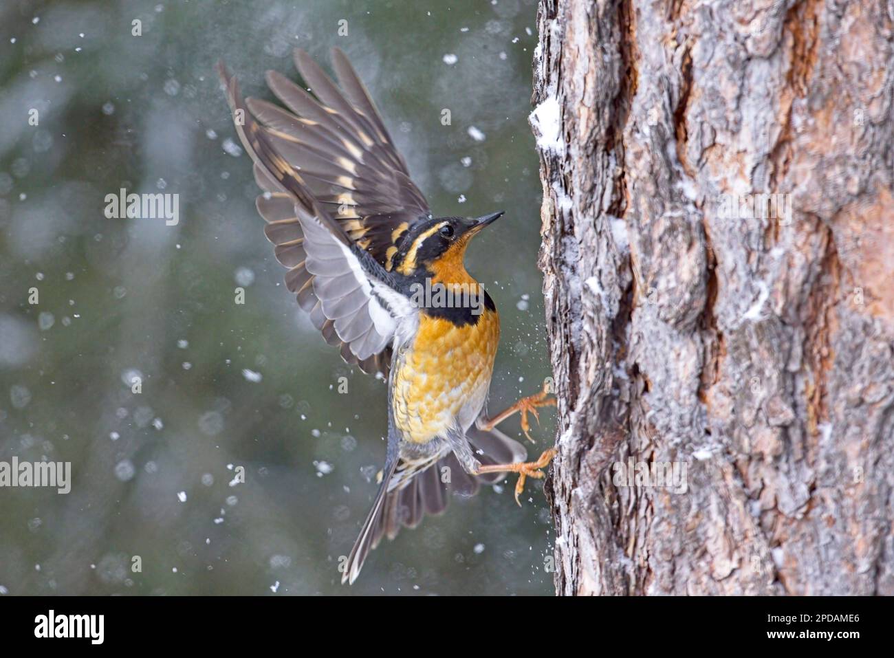 Ein Mann aus verschiedenen Thrush flattert mit seinen Flügeln, während er sich an der Seite eines Baumes in Nord-Idaho festklammert. Stockfoto