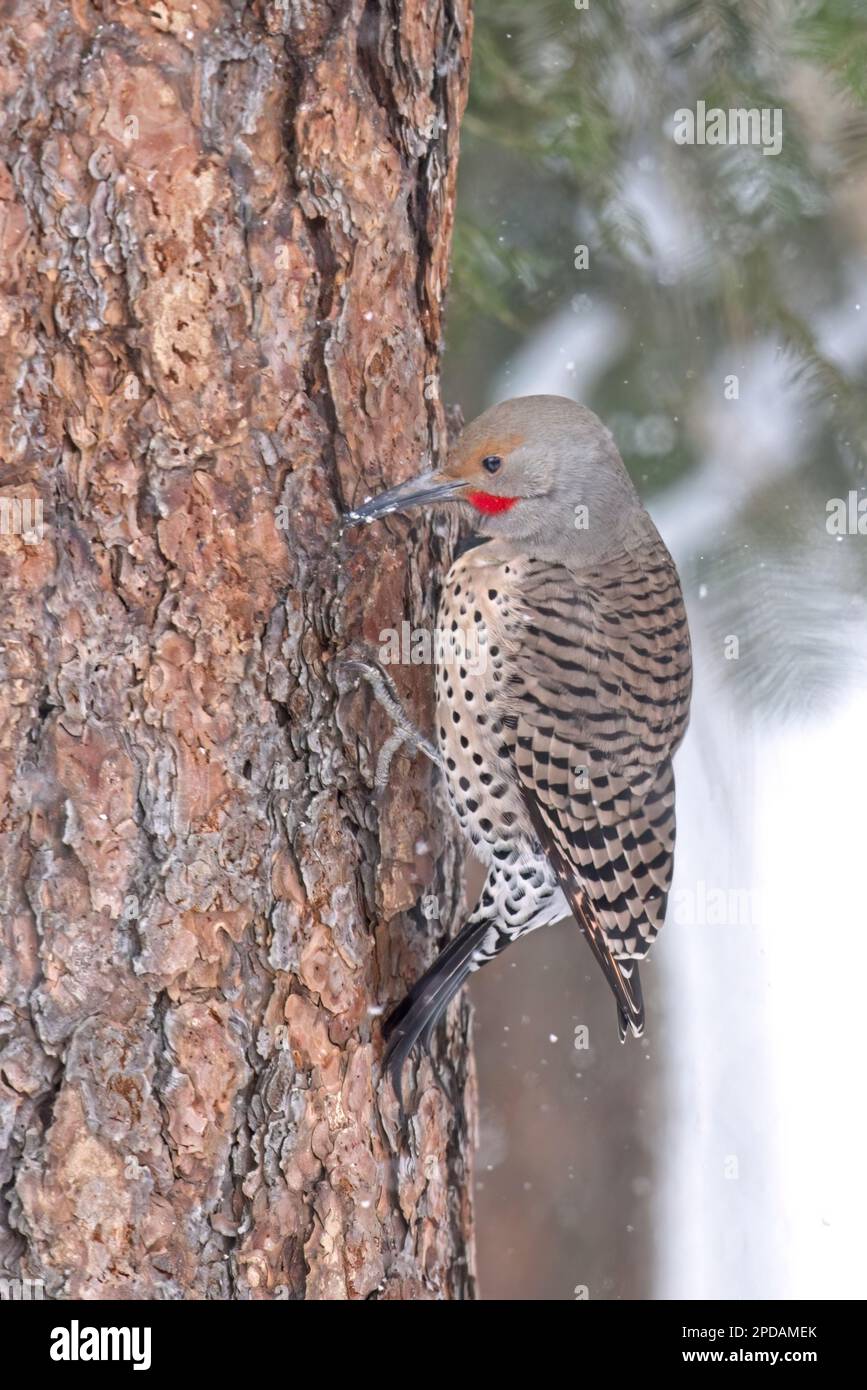 Im Winter steht ein Nordflicker in Nord-Idaho auf einem Baumstamm. Stockfoto