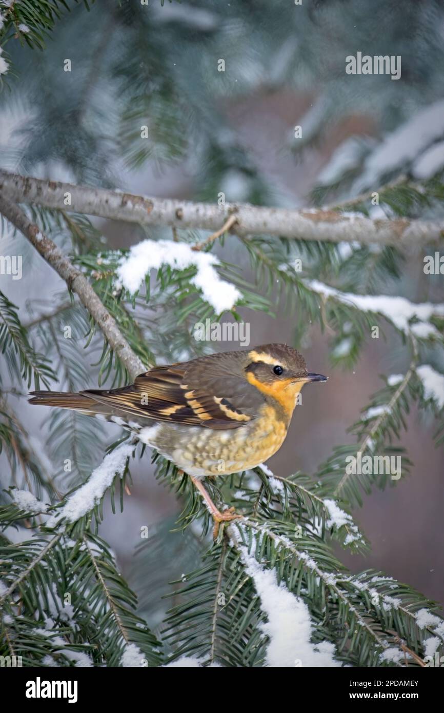 Im Winter steht im Norden Idahos eine weibliche Strauchpflanze auf einem Kiefernzweig. Stockfoto