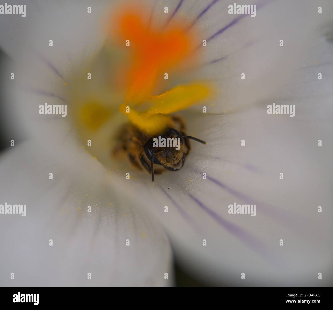 Makrofotografie einer Honigbiene bei Blüte im Frühling Stockfoto