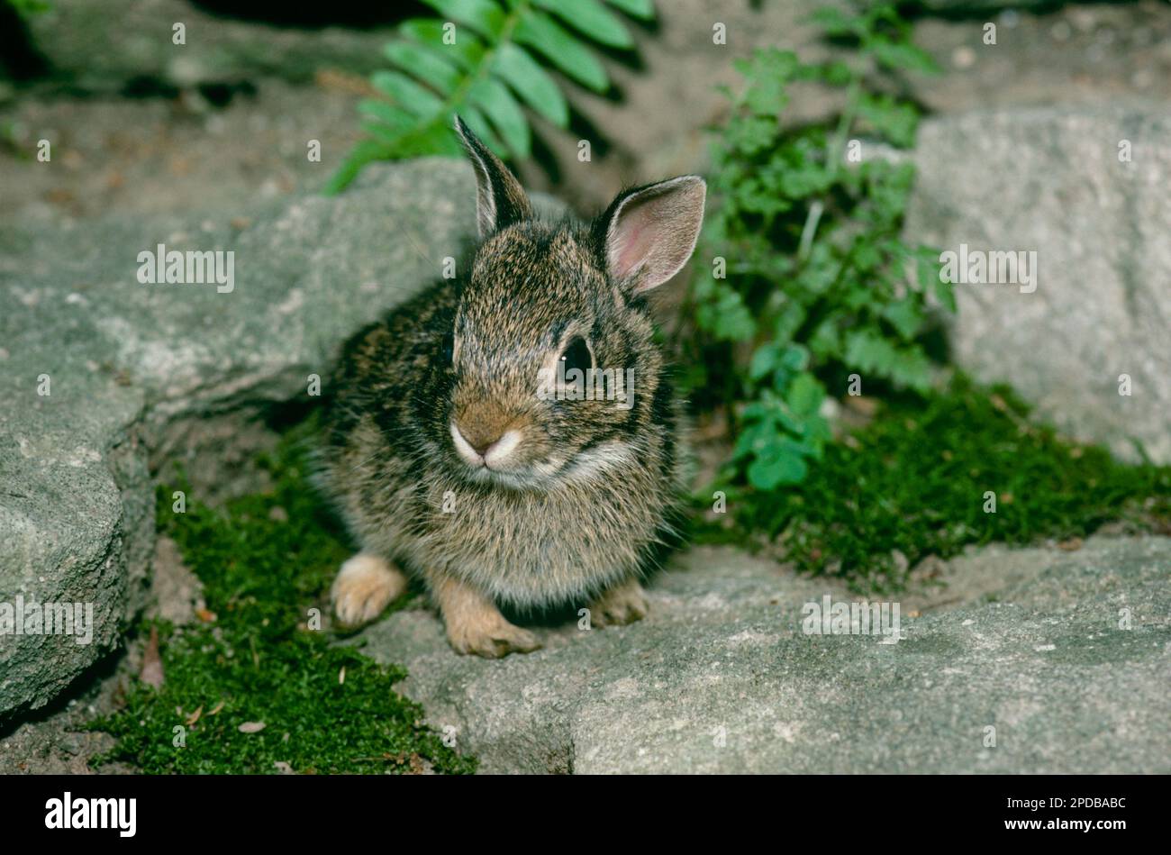 Im Garten, Missouri, USA, sitzt der braune kleine Hase mit pinkfarbenen Ohren auf Felsen Stockfoto