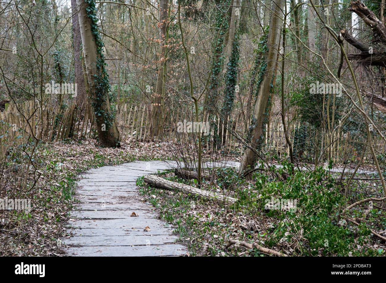 Wanderweg aus hartem Stein durch die Wälder des Naturschutzgebiets Kinsendael, Uccle, Brüssel, Belgien Stockfoto