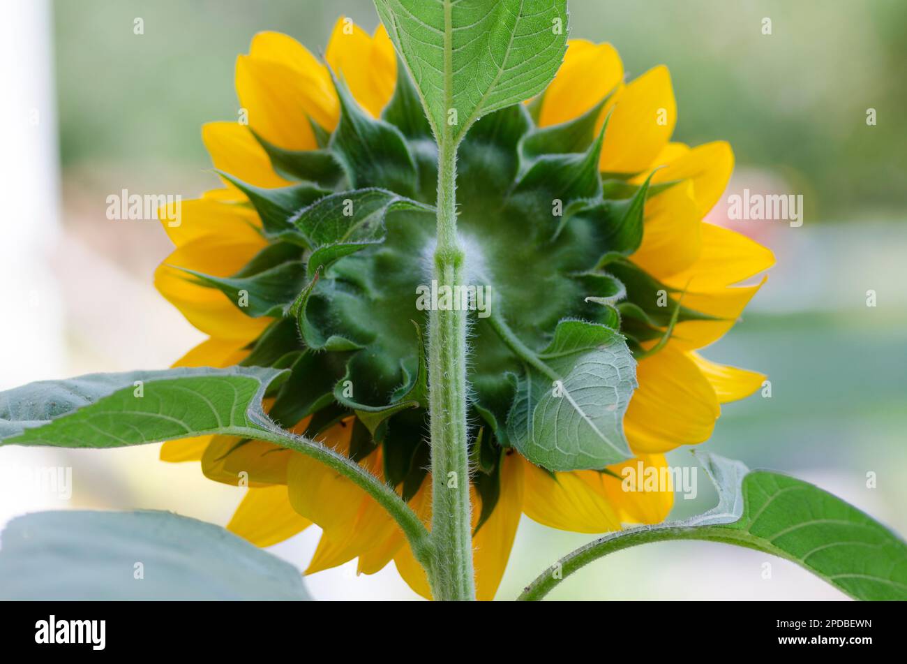 Die Rückseite einer großen, von hinten blühenden Sonnenblume mit Stiel und Blütenblättern, Maine, USA Stockfoto