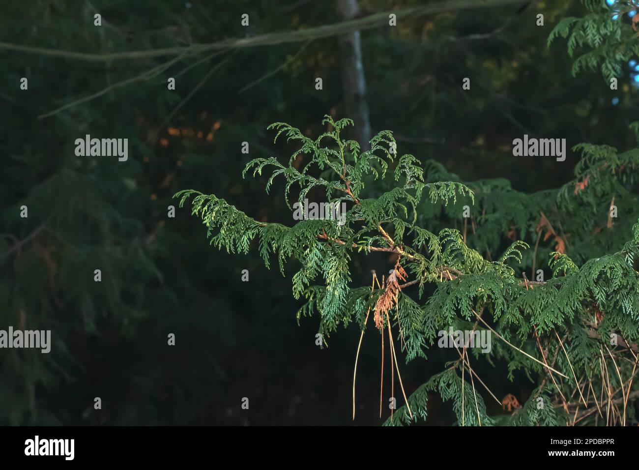 Nahaufnahme eines Astes der Zypresse Chamaecyparis pisifera in einer Hecke im Wintergarten. Stockfoto