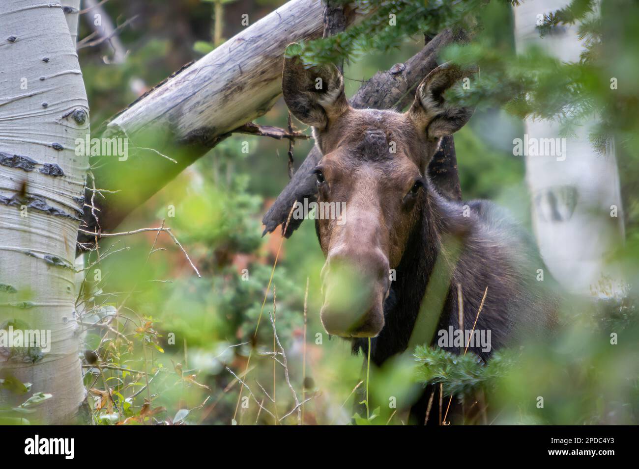 Nahaufnahme der weiblichen erwachsenen Kuhmuschel im Wald mit Blick auf die Kamera, umgeben von Laub Stockfoto