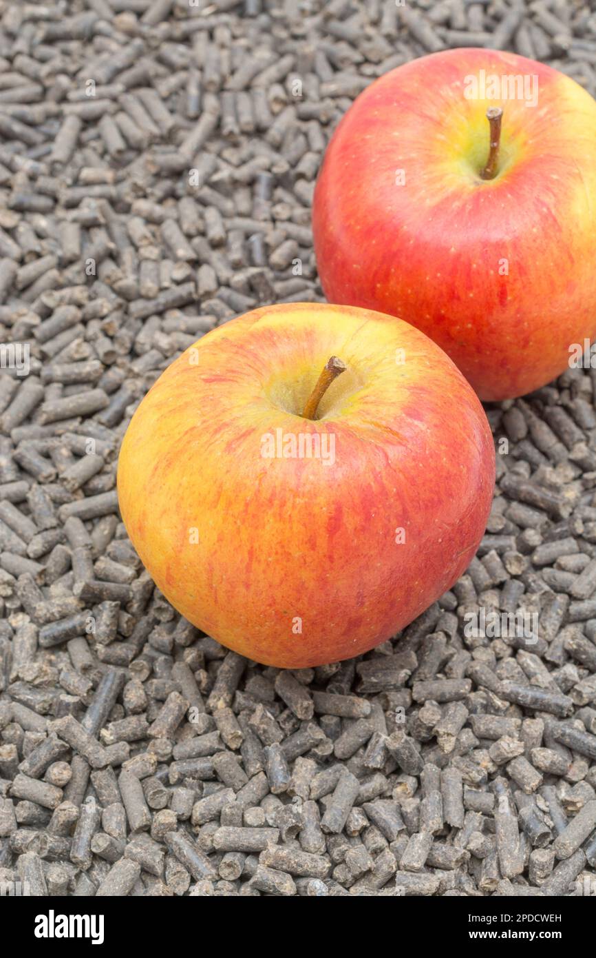 Futterpellets und menschliche Nahrung nebeneinander. Für die Tier-/Viehzucht. Äpfel sind ein gesundes Vergnügen für einige Tiere - Pferde sind eins. Stockfoto