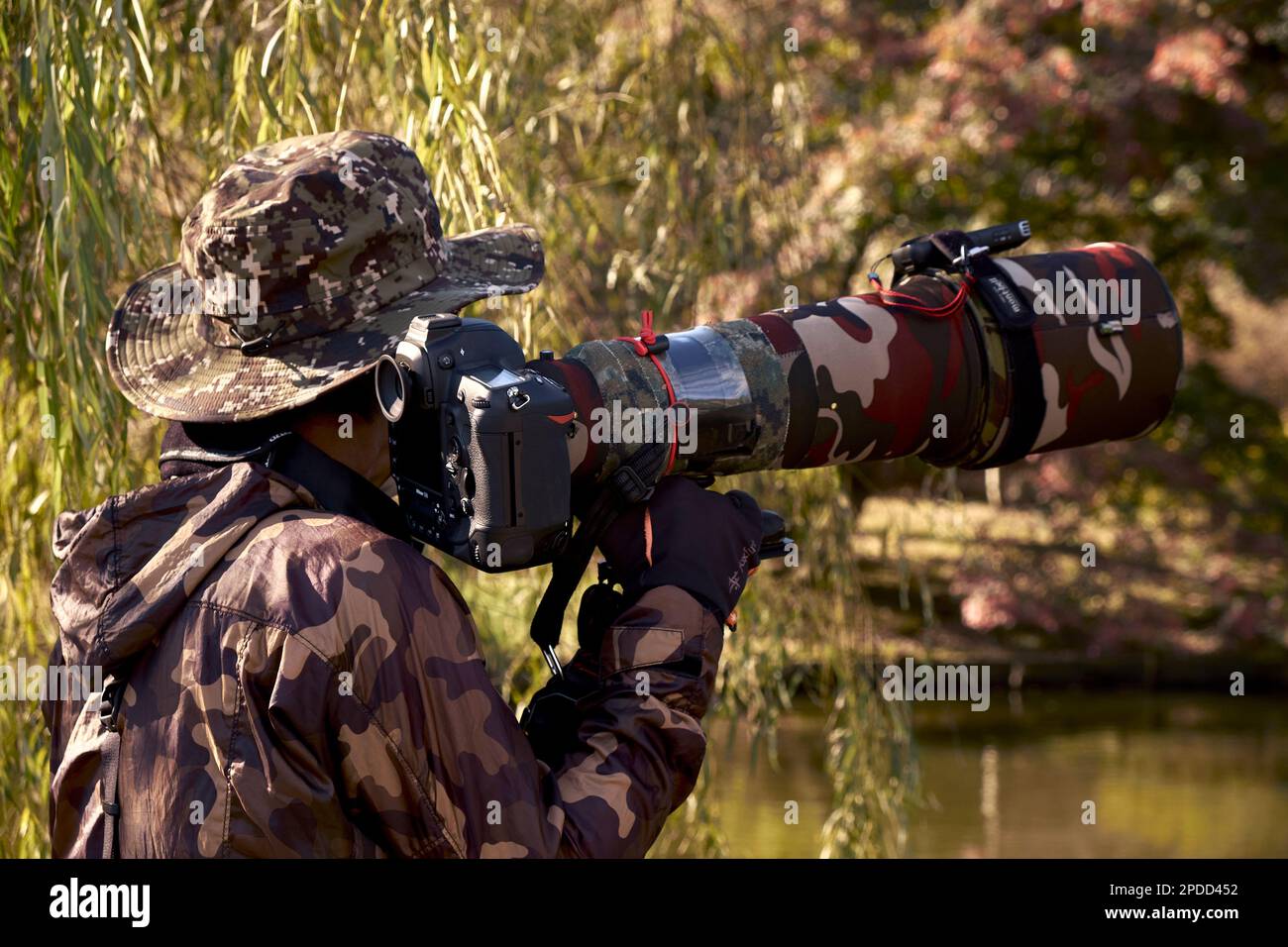 Tokio, Japan - 23. November 2020: Ein Fotograf mit seiner Ausrüstung macht Fotos von Zugvögeln in der Nähe des Teichs im Shinjuku Gyoen Park Stockfoto