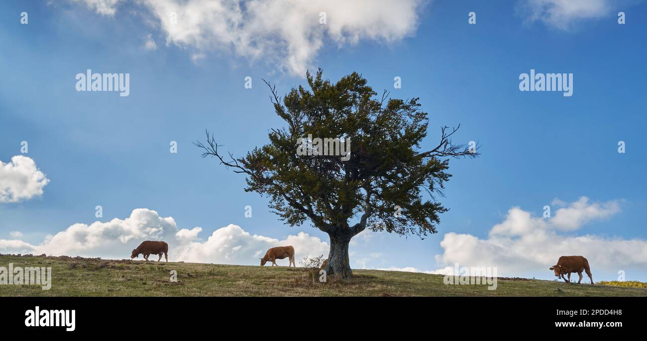 Landschaft mit Kühen, die auf den üppigen grünen Weiden der Ranch in den Bergen weiden, die eine Milchfarm und eine Touristenattraktion mit blauem Himmel und weißem Mantel ist Stockfoto