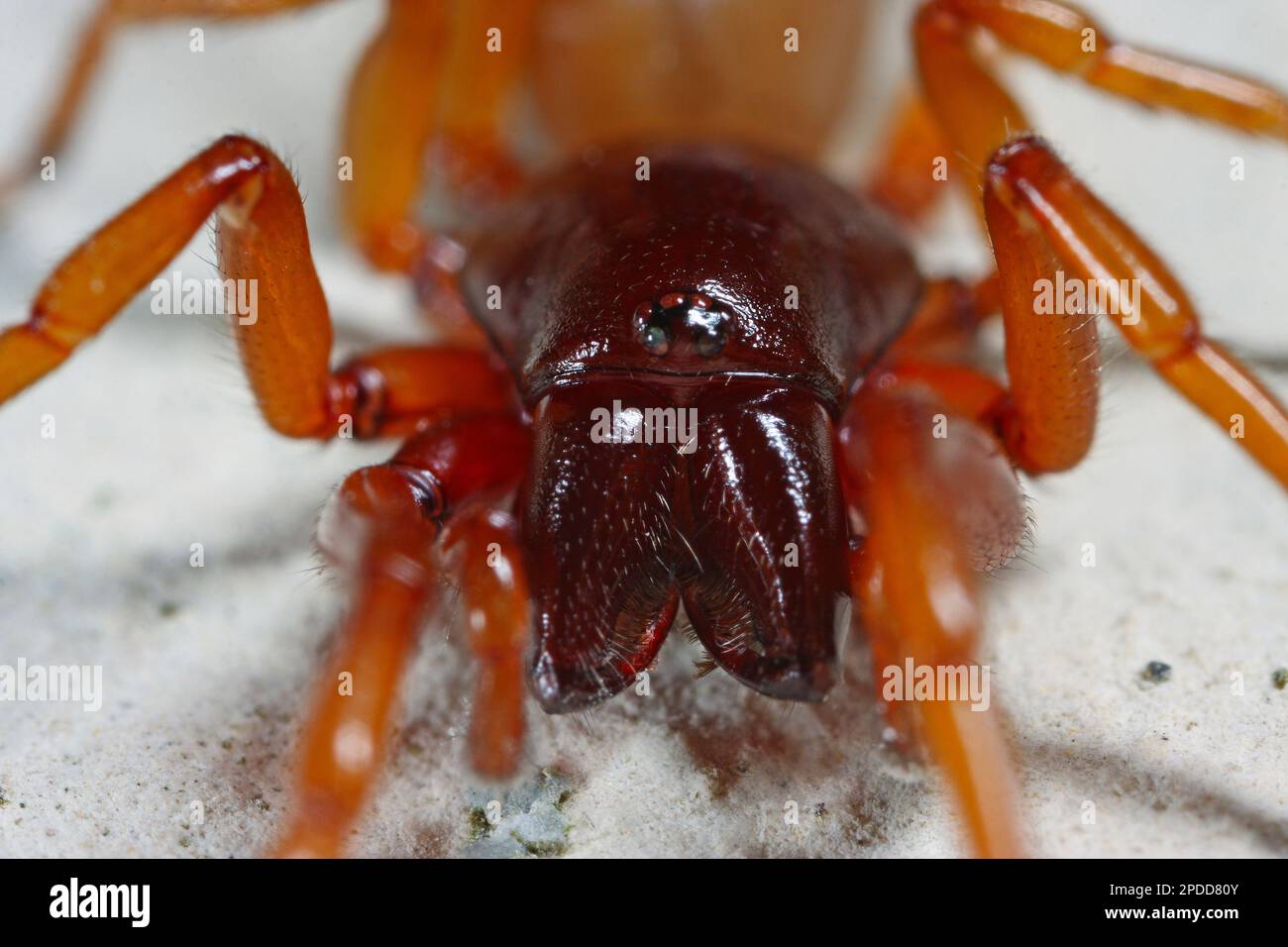 Woodlouse spider Fotos und Bildmaterial in hoher Auflösung Alamy