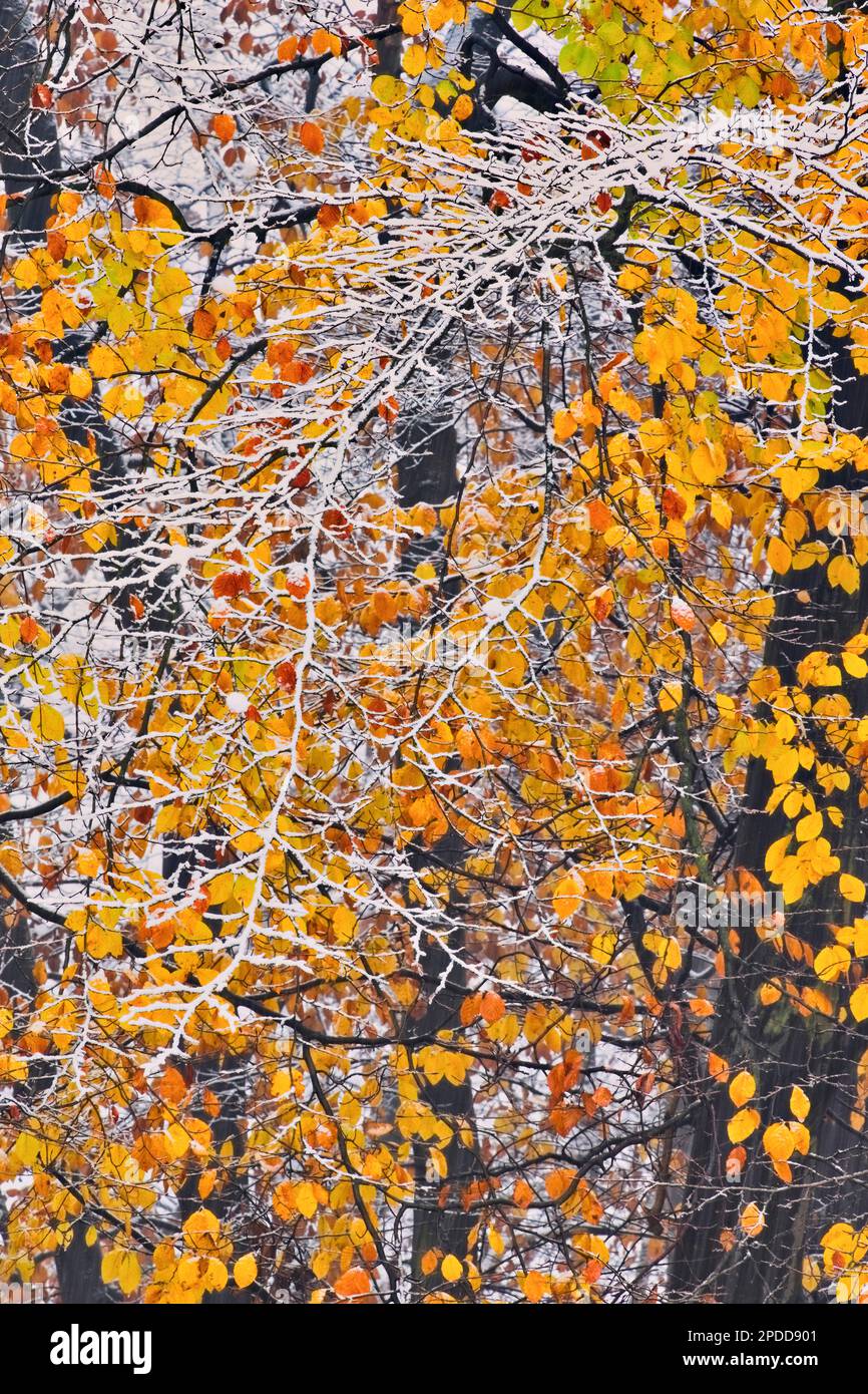 Buche (Fagus sylvatica), Zweige mit Herbstblättern mit Schnauze, Deutschland, Nordrhein-Westfalen Stockfoto