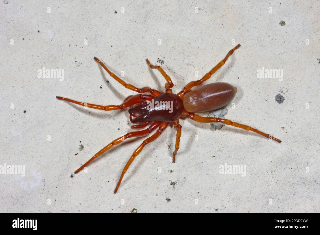 Holzhornspinne (Dysdera erythrina), Draufsicht Stockfoto