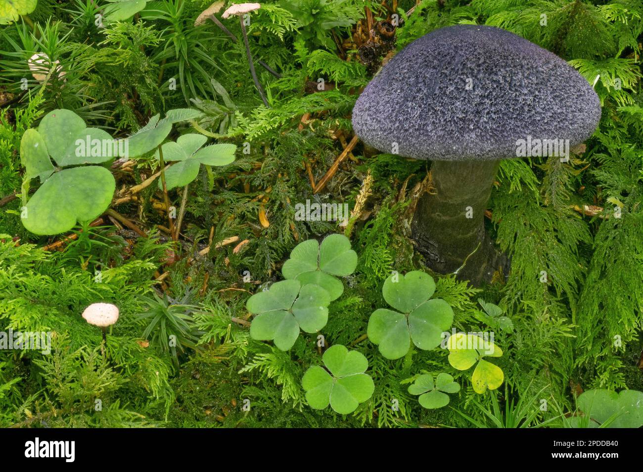 Violette Webcap (Cortinarius violaceus), Fruchtkörper, Deutschland, Bayern, Ammergauer Alpen Stockfoto