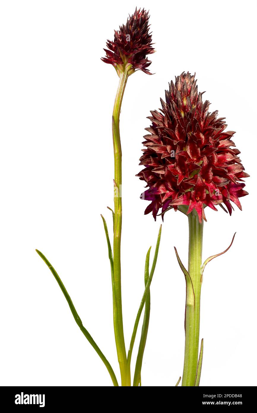 Gemeine Vanille-Orchidee (Nigritella rhellicani, Nigritella nigra ssp. Rhellicani), blühend, in verschiedenen Größen, zusammensetzen, Ausschnitt, Österreich Stockfoto