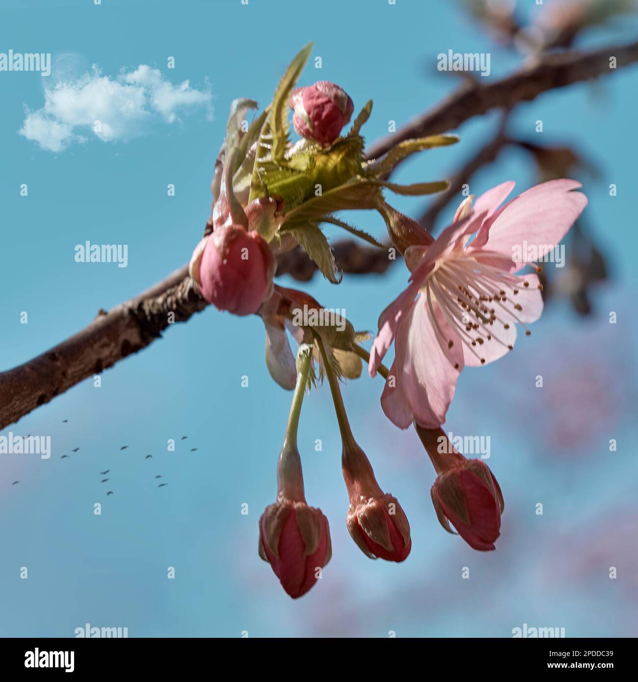 Die rosa Pflaumenblüten werden an einem sonnigen Tag mit blauem Himmel und weißen Wolken mit einem leuchtenden Mond in Nahaufnahme zu sehen sein Stockfoto