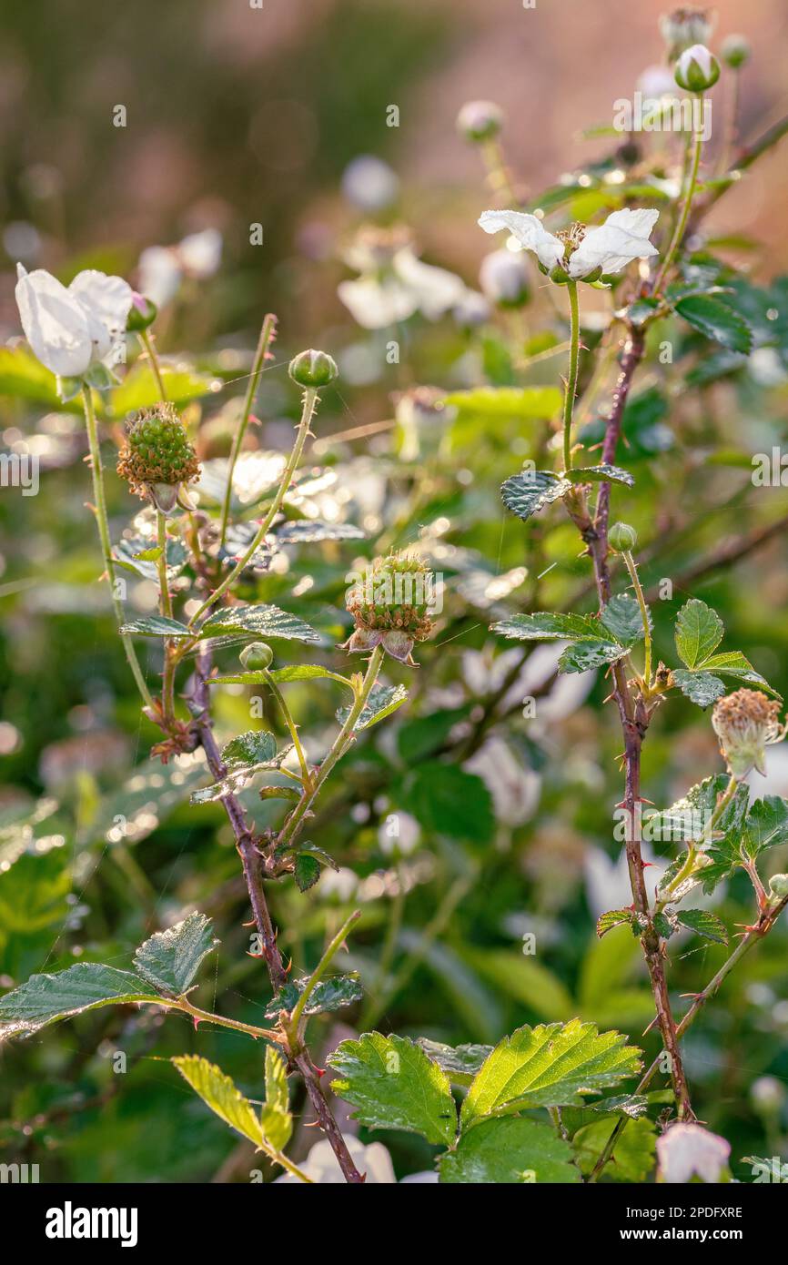 Dewberry, eine wilde Brombeere, die in Texas heimisch ist, blüht und Früchte im Frühling. Stockfoto