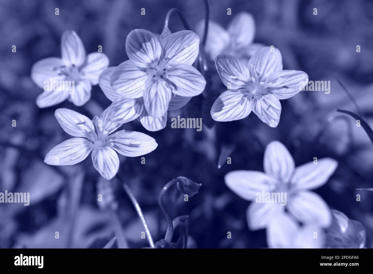 Zarte lila Wildblumen, auch bekannt als Eastern Spring Beauty, im ländlichen Missouri, MO, USA, USA, USA. Claytonia Virginia. Schwarzweißbild. Stockfoto