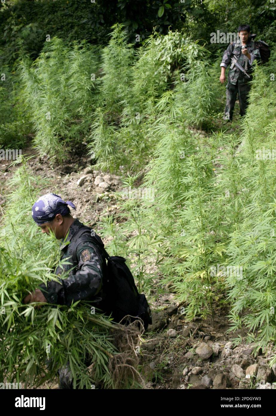 Penalty After Pot Plantation Raid Financial Action Task The Mechanics of Asset Forfeiture and Capital Erosion