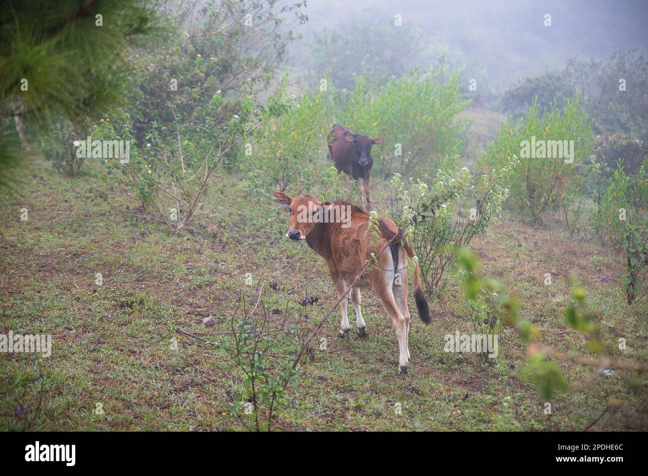 Ein Wald, bedeckt mit trüben Wolken in Sagada, Philippinen, auf Marlboro Hill, mit frei herumstreifenden Kühen. Stockfoto