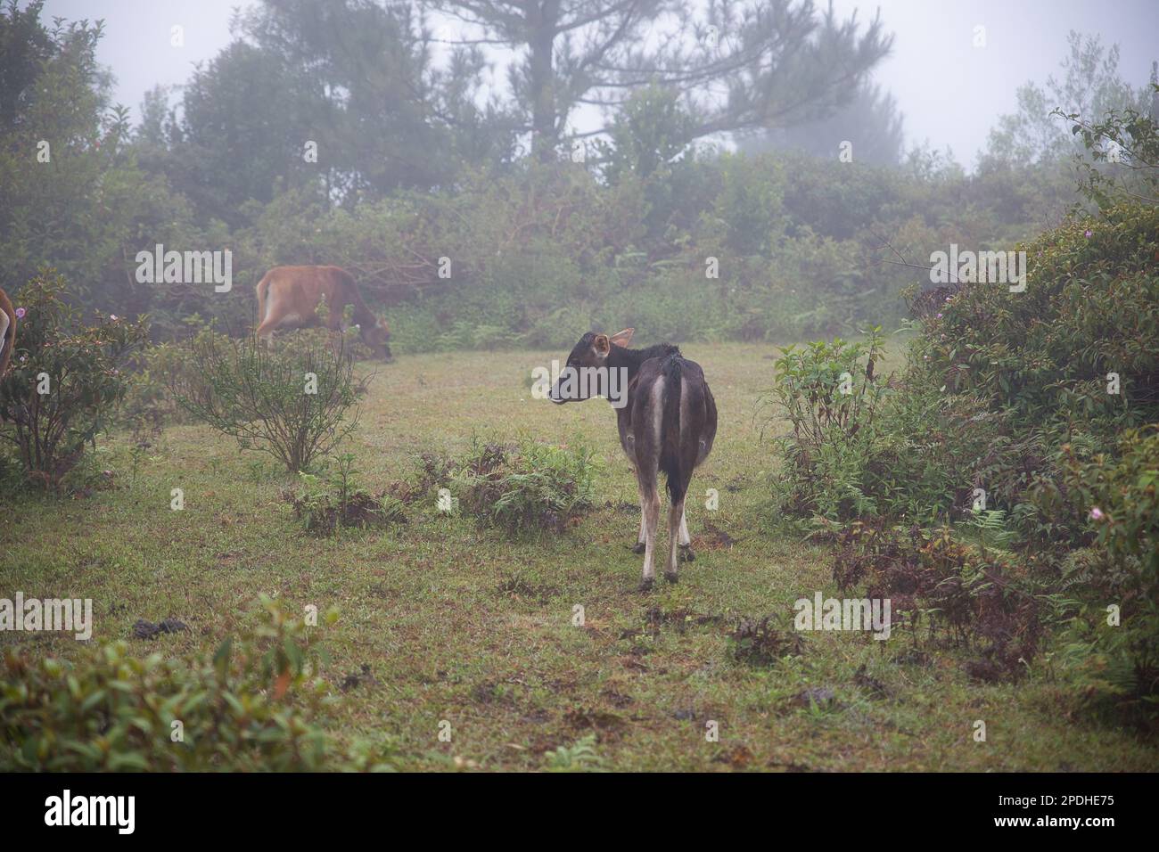 Ein Wald, bedeckt mit trüben Wolken in Sagada, Philippinen, auf Marlboro Hill, mit frei herumstreifenden Kühen. Stockfoto