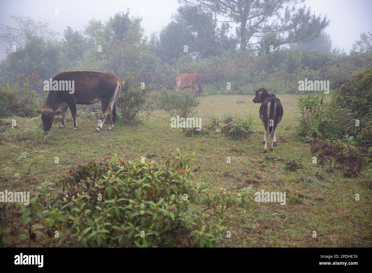 Ein Wald, bedeckt mit trüben Wolken in Sagada, Philippinen, auf Marlboro Hill, mit frei herumstreifenden Kühen. Stockfoto