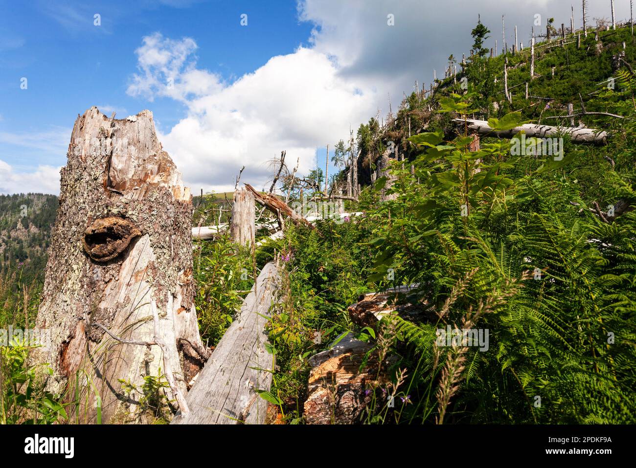 Wälder, Fichten und Buchen, geschützter Wald, Naturschutzgebiet Feldberg Stockfoto