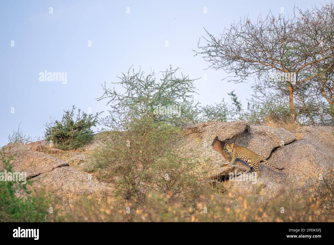 Leopardenbilder in Rajasthan, Indien Stockfoto