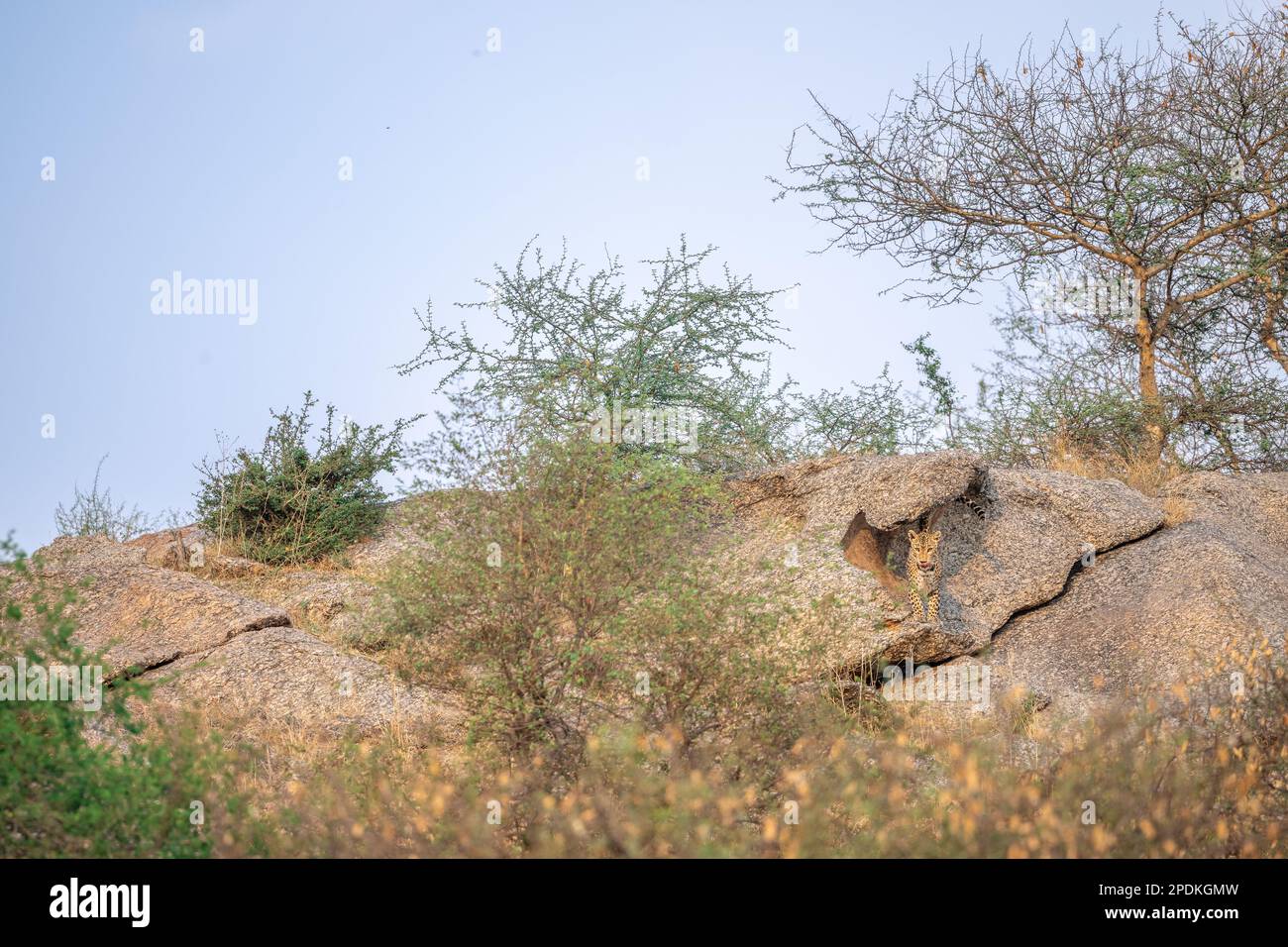 Leopardenbilder in Rajasthan, Indien Stockfoto