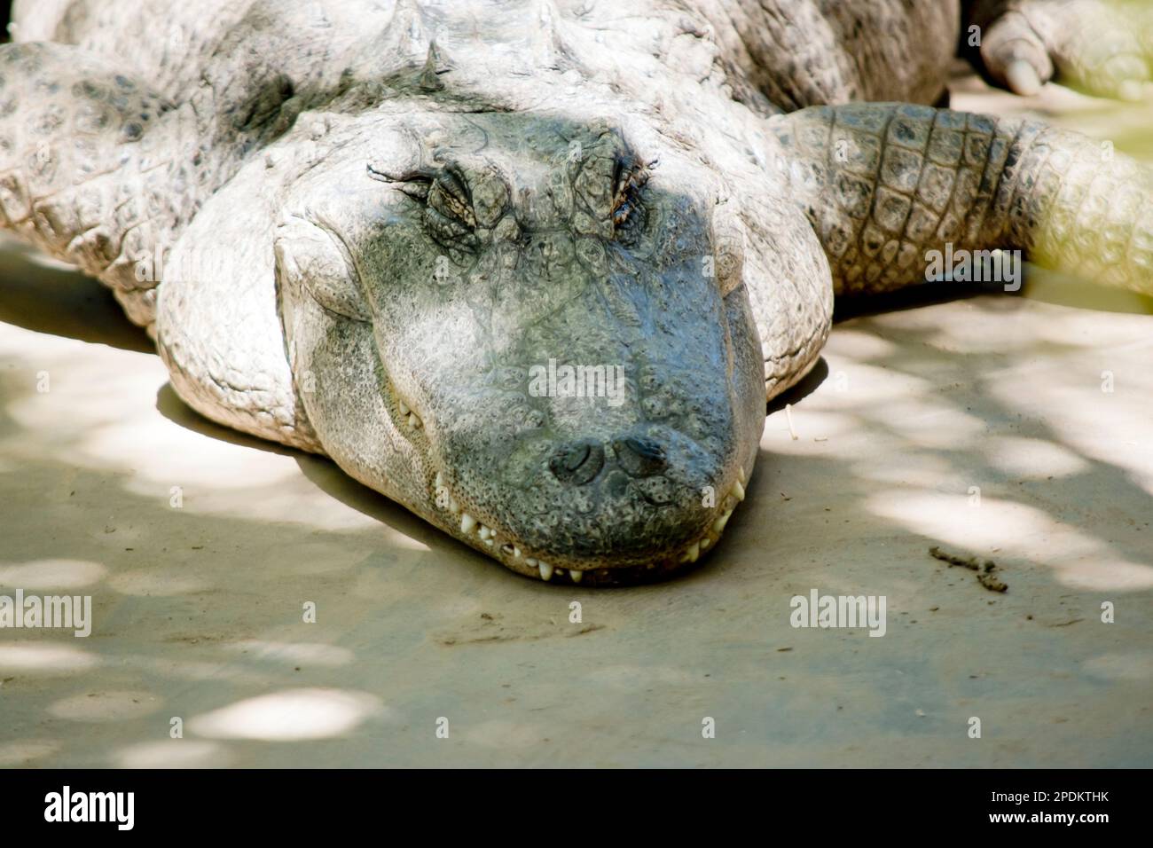 Alligatoren haben eine lange, abgerundete Schnauze mit nach oben gerichteten Nasenlöchern am Ende; dies ermöglicht Atmung, während der Rest des Körpers unter Wasser ist Stockfoto