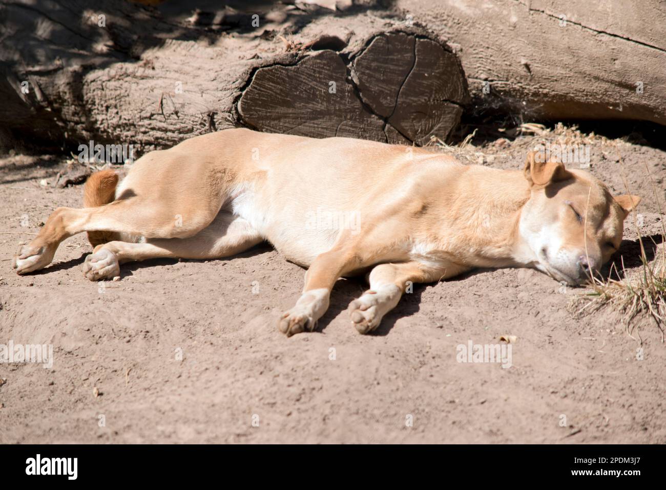 Der Dingo ist ein australischer einheimischer Hund Stockfoto