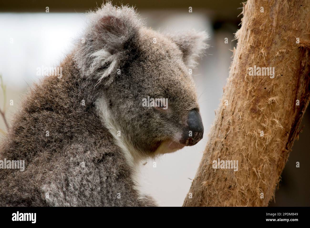 Der Koala hat weiße flauschige Ohren, braune Augen und eine große schwarze Nase Stockfoto