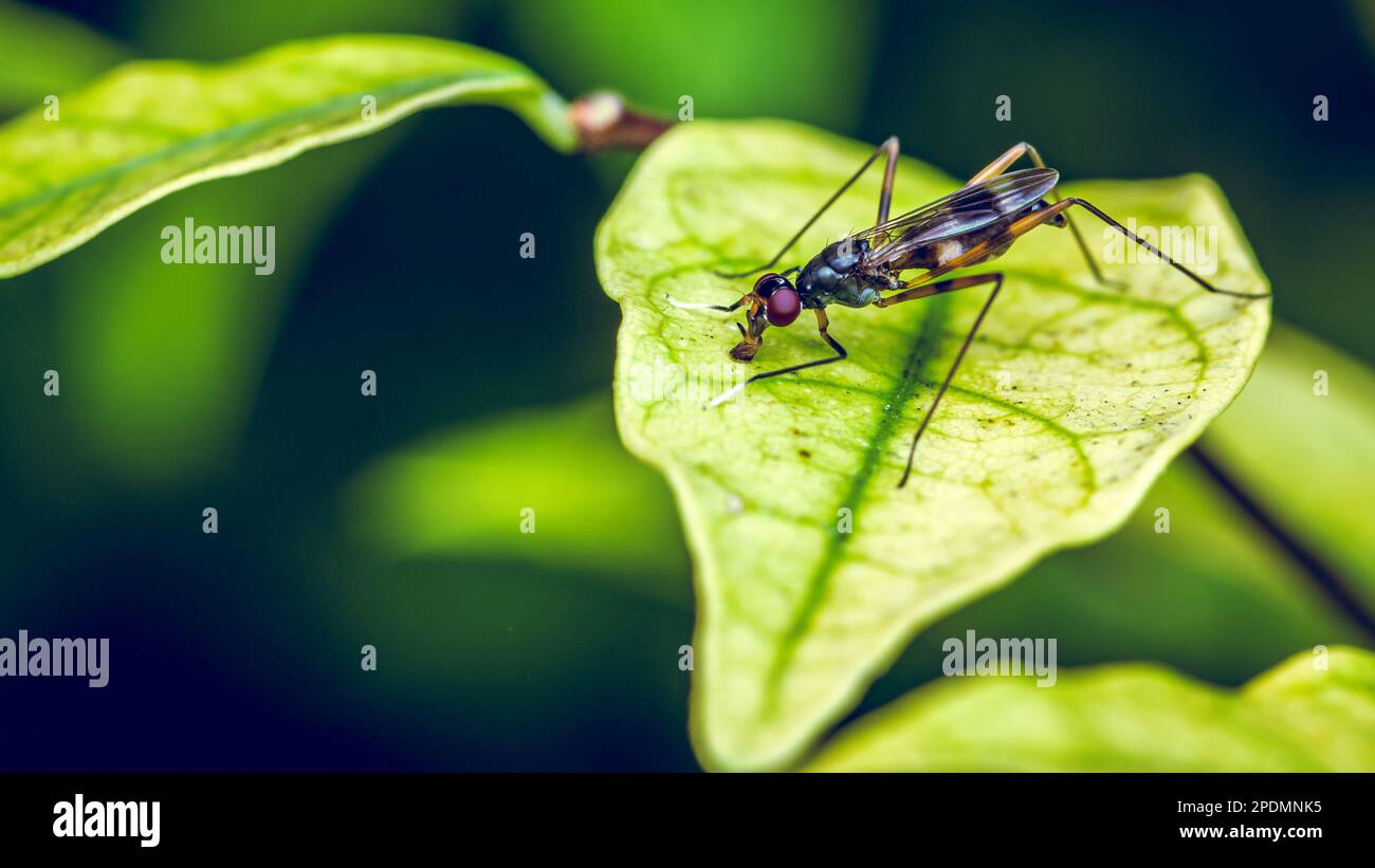 Erwachsenenbein Fliegen auf grünem Blatt, Insektentier, Makrofoto. Stockfoto