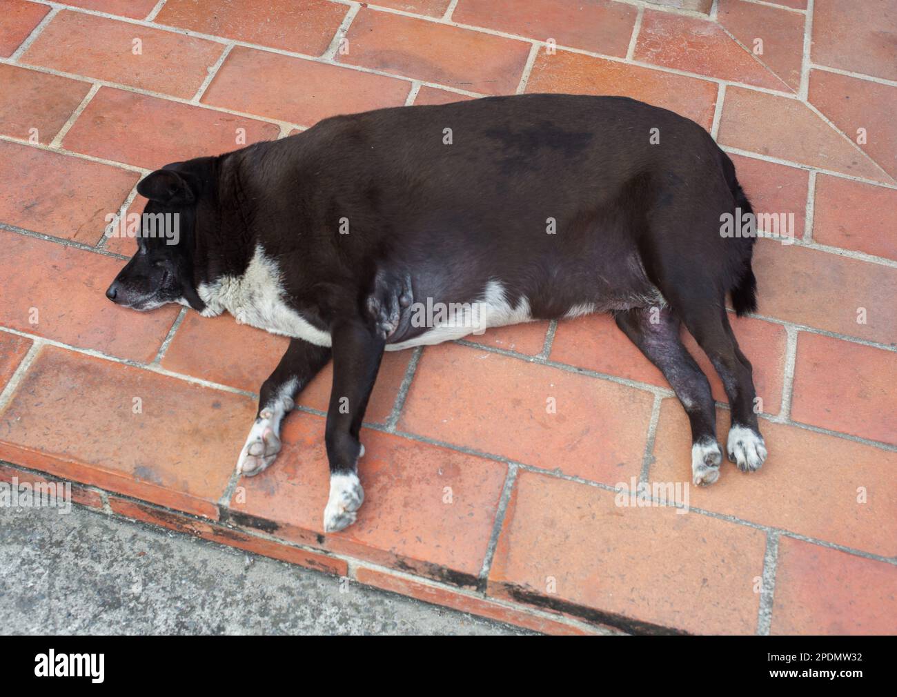 Der fette Hund schläft auf dem Boden Stockfoto