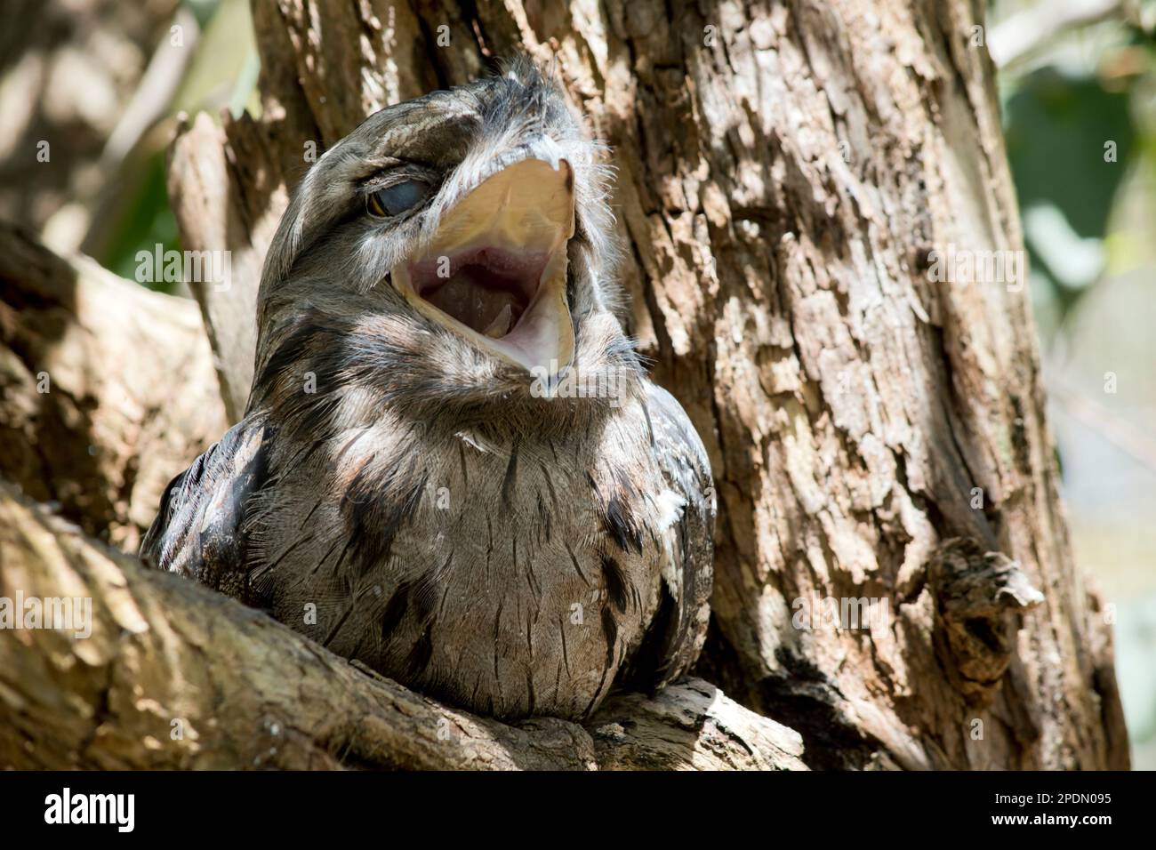 Der Tawny Frogmouth ist silbergrau, leicht blasser darunter, gestreift und gesprenkelt mit Schwarz und Rupus. Das Auge ist in beiden Formen gelb, und das breite, h Stockfoto