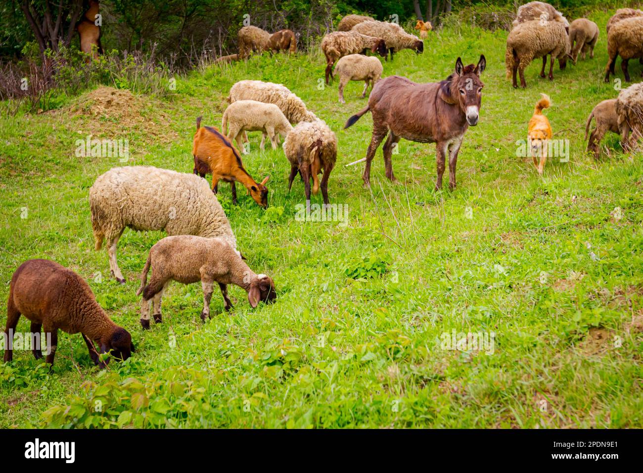 Gemischte Herden von Schafen und Ziegen fressen, weiden Gras auf Weiden, Wiesen mit einem Esel als Teil ihrer Familie. Stockfoto