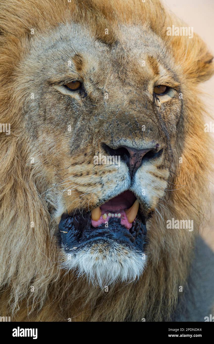 Ein großer Löwe mit Mähne, Panther Leo, der im Hwange-Nationalpark in Simbabwe zu sehen ist. Stockfoto