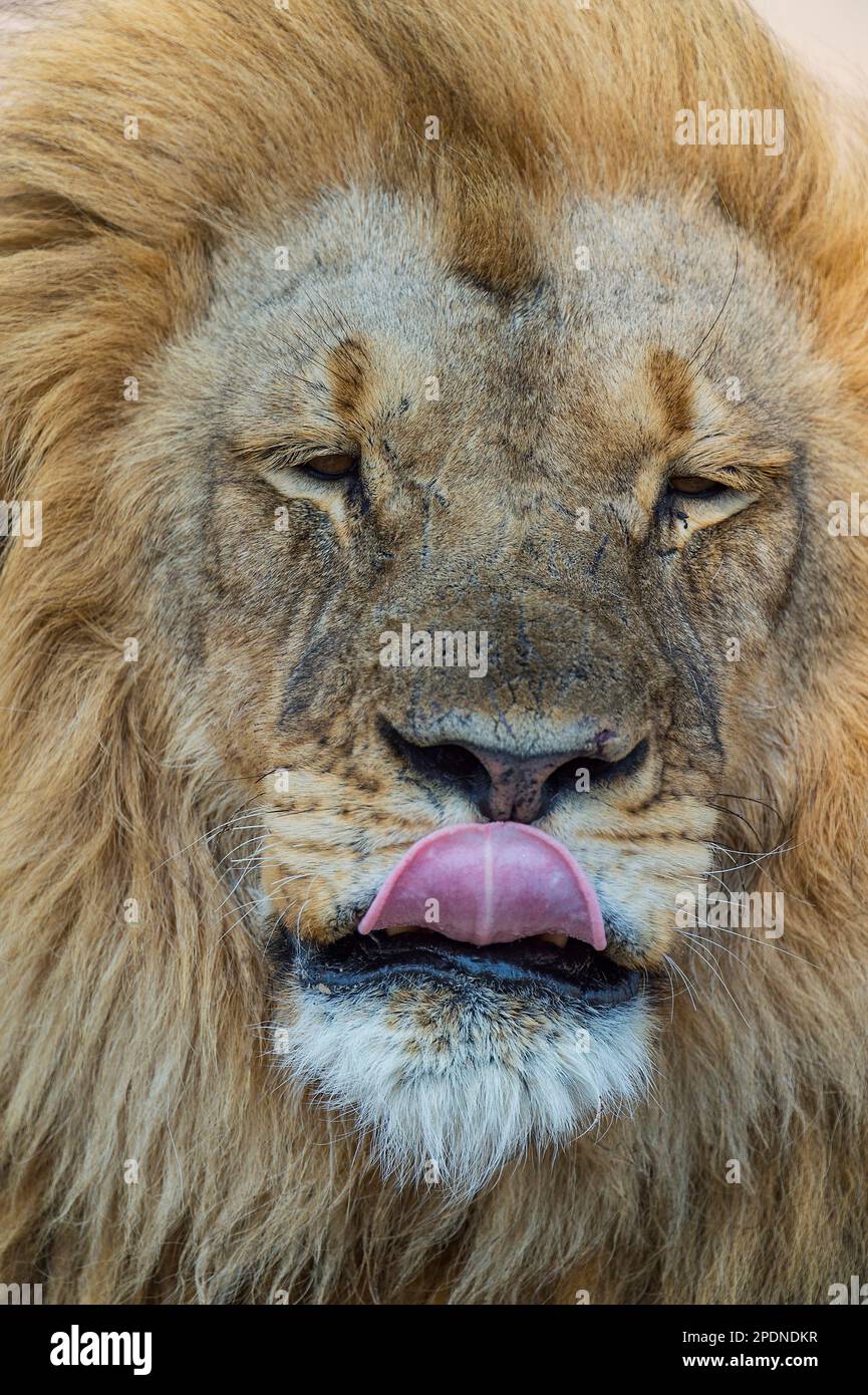 Ein großer Löwe mit Mähne, Panther Leo, der im Hwange-Nationalpark in Simbabwe zu sehen ist. Stockfoto