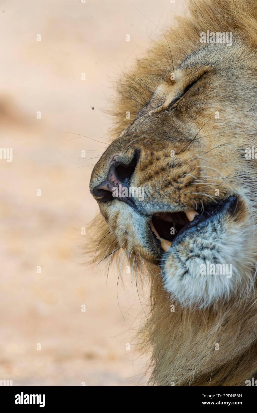 Ein großer Löwe mit Mähne, Panther Leo, der im Hwange-Nationalpark in Simbabwe zu sehen ist. Stockfoto