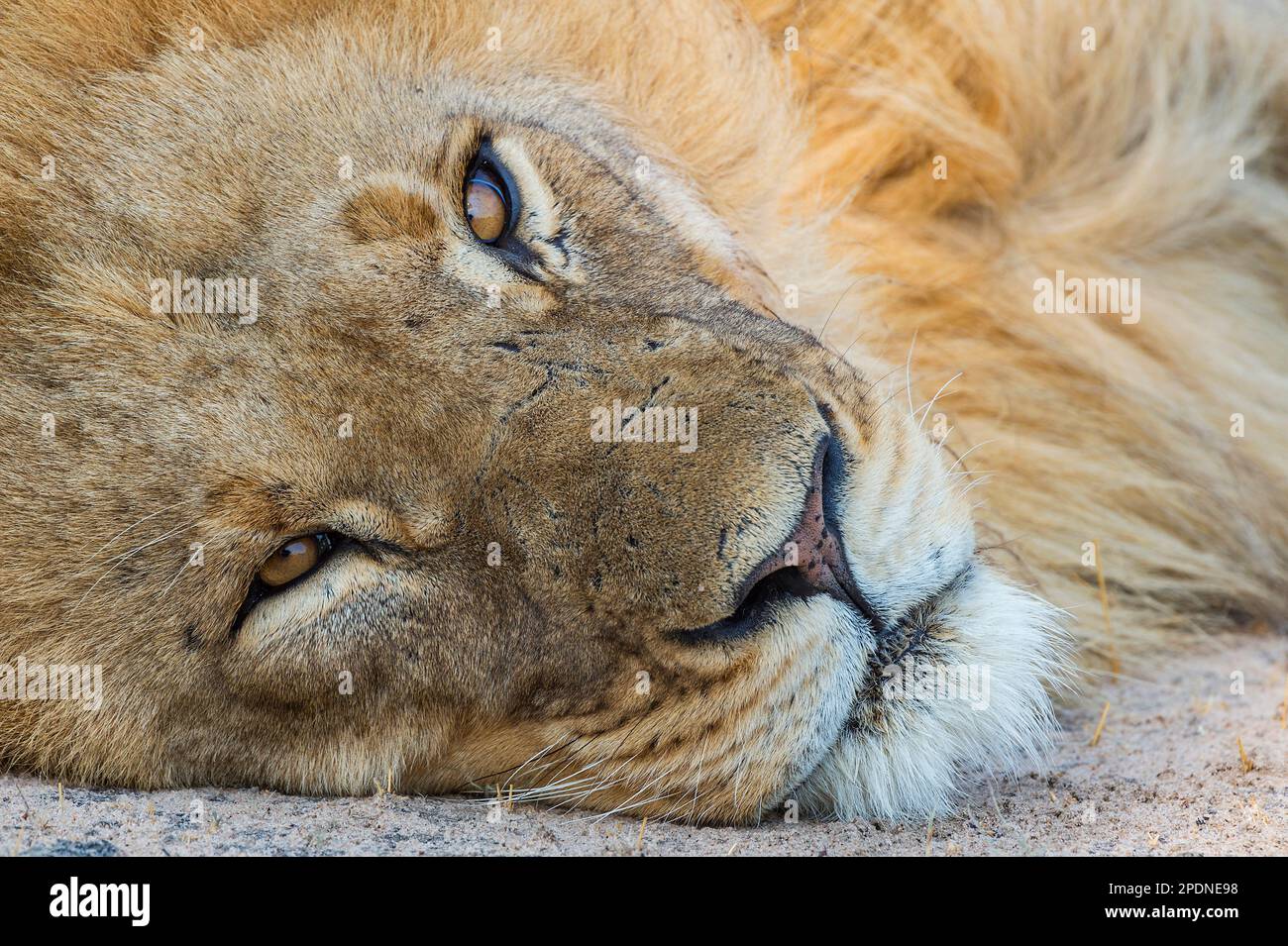 Ein großer Löwe mit Mähne, Panther Leo, der im Hwange-Nationalpark in Simbabwe zu sehen ist. Stockfoto