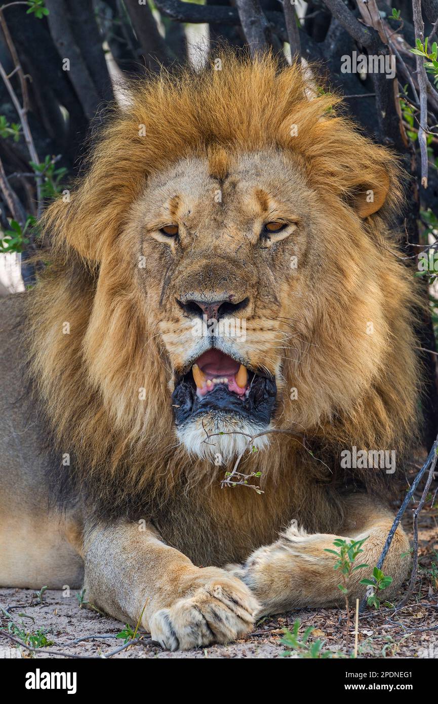 Ein großer Löwe mit Mähne, Panther Leo, der im Hwange-Nationalpark in Simbabwe zu sehen ist. Stockfoto