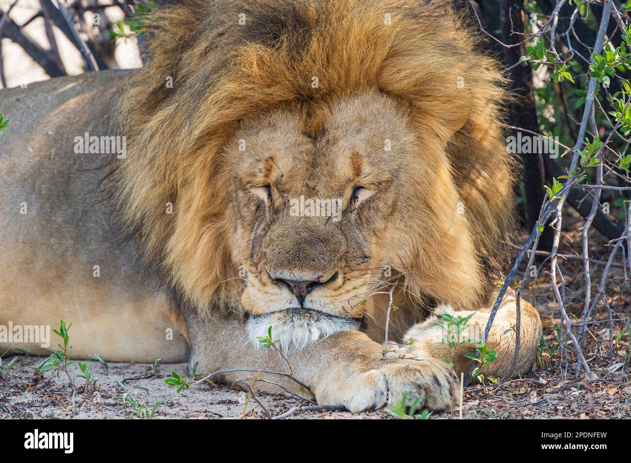 Ein großer männlicher Löwe, Panther Leo, wurde im Hwange-Nationalpark Simbabwes gesehen. Stockfoto