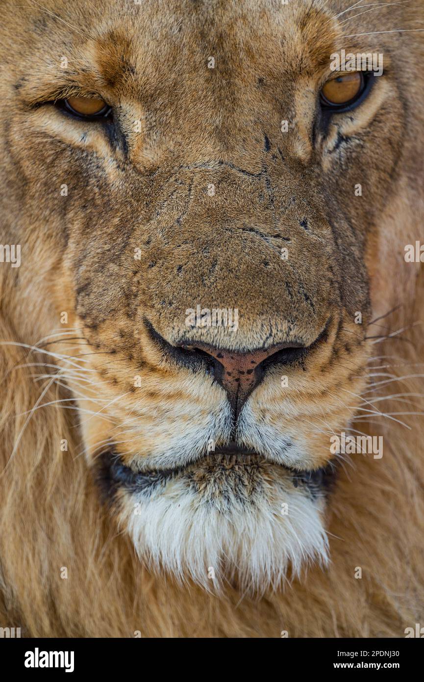 Ein großer Löwe mit Mähne, Panther Leo, der im Hwange-Nationalpark in Simbabwe zu sehen ist. Stockfoto