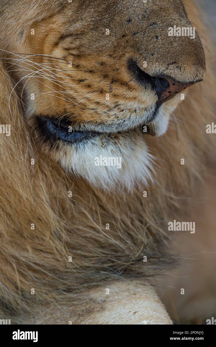 Ein großer Löwe mit Mähne, Panther Leo, der im Hwange-Nationalpark in Simbabwe zu sehen ist. Stockfoto