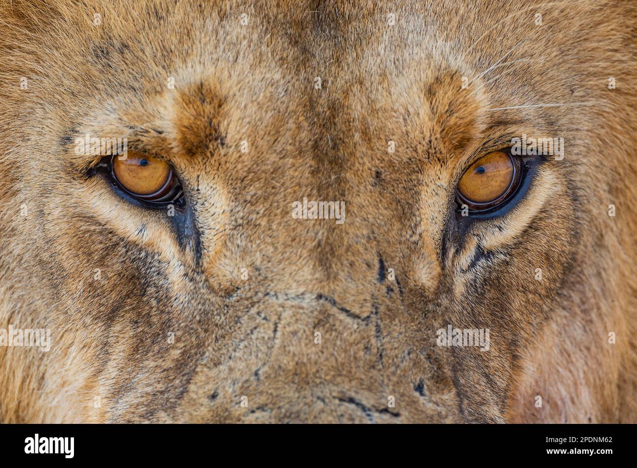 Ein Nahporträt eines großen männlichen Löwen, Panthera Leo, Augen im hwange-Nationalpark, Simbabwe. Stockfoto