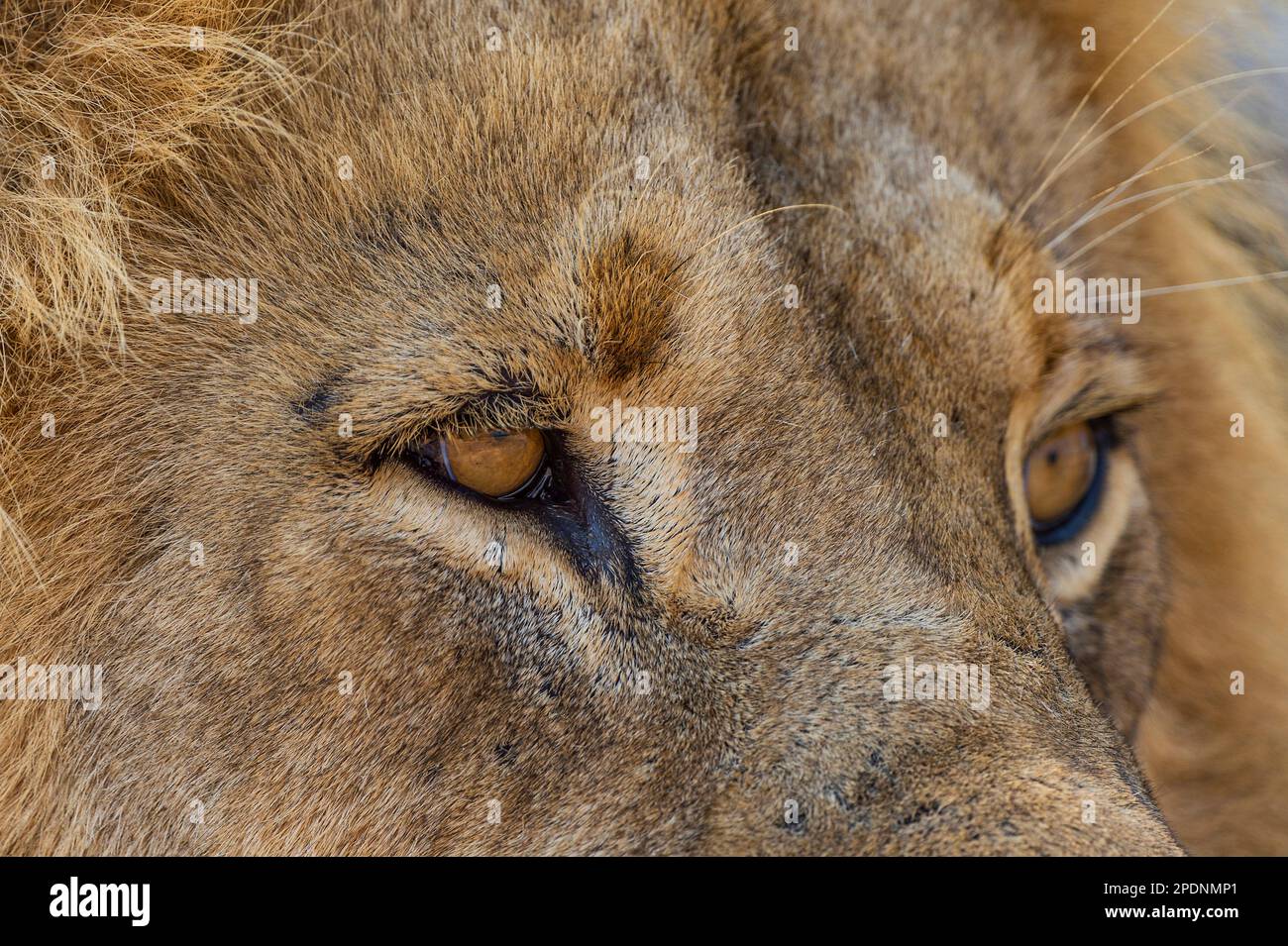 Ein Nahporträt eines großen männlichen Löwen, Panthera Leo, Augen im hwange-Nationalpark, Simbabwe. Stockfoto