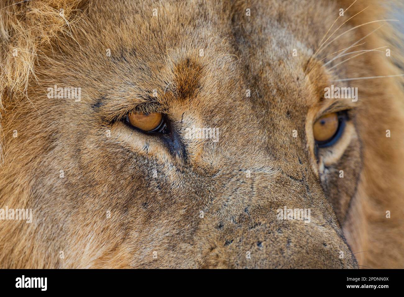 Ein Nahporträt eines großen männlichen Löwen, Panthera Leo, Augen im hwange-Nationalpark, Simbabwe. Stockfoto