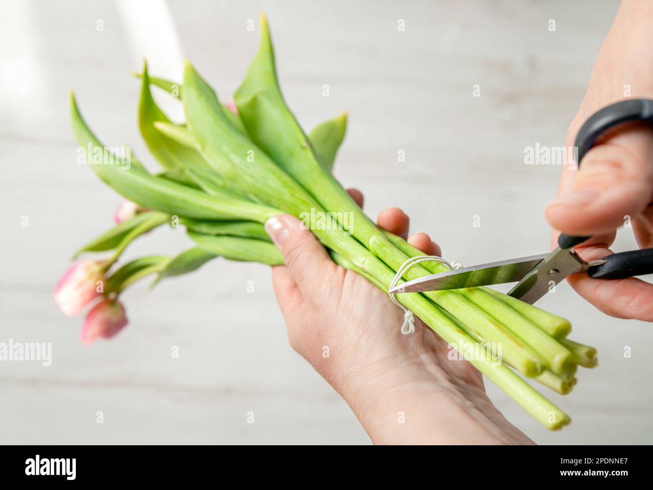 Frau schneidet Tulpenstiele mit einer Schere vor dem Einlegen der Vase zurück, damit die Blumen nicht verwelken und länger im Heim halten. Stockfoto