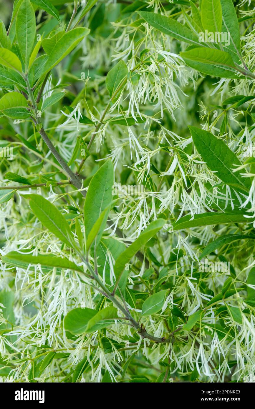 Chionanthus virginicus, Fransenbaum, Milchstrauch mit cremeweißen Blumen Stockfoto